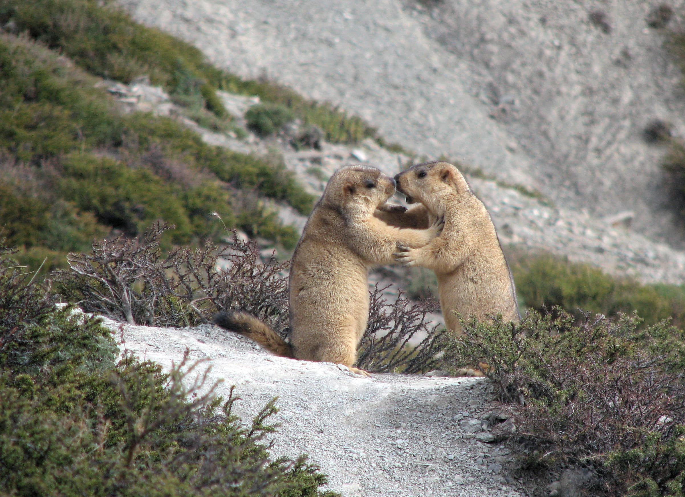 Himalayan marmots Himalayan marmots