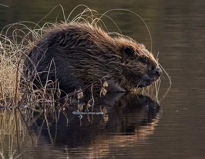 Beaver pho34 Beaver pho34