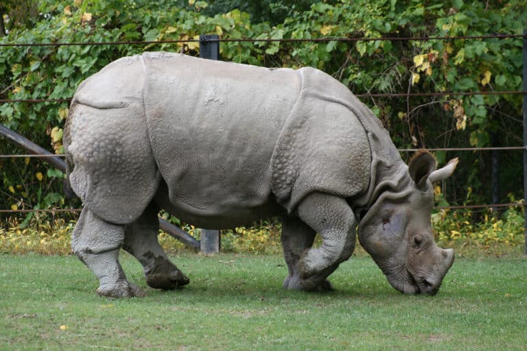 File:Indian Rhino (Rhinoceros unicornis)1 – Relic38.jpg