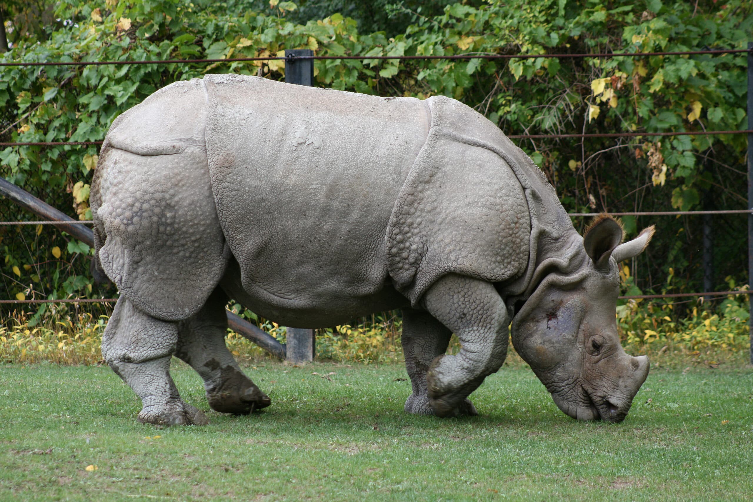 File:Indian Rhino (Rhinoceros unicornis)1 – Relic38.jpg