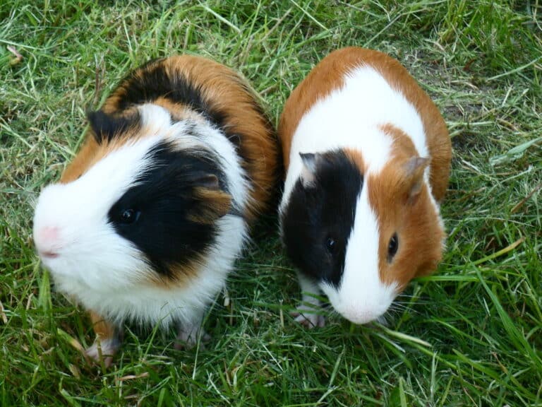 Морские свинки Морські свинки Cavia porcellus
