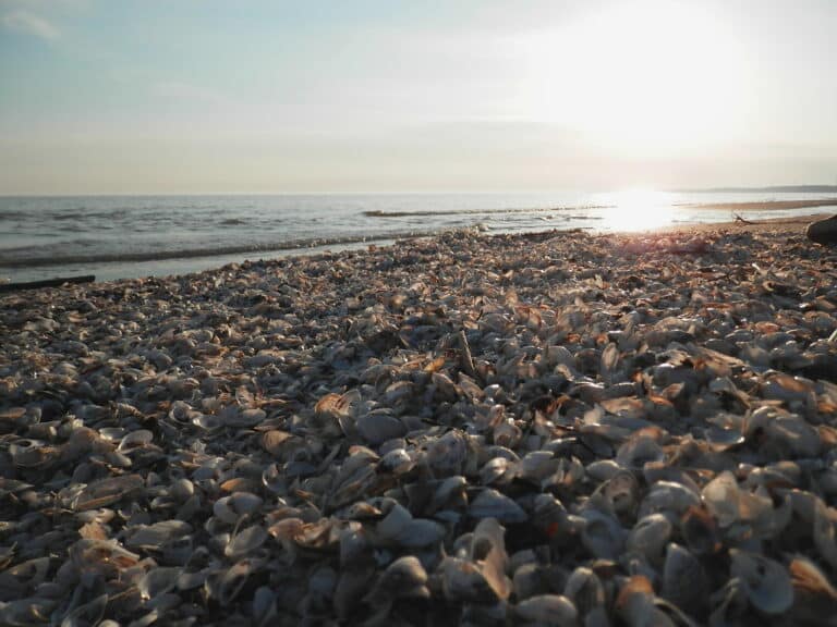 Zebra Mussel (Dreissena polymorpha) Shells – Long Point, Ontario 2013-04-26 (02)