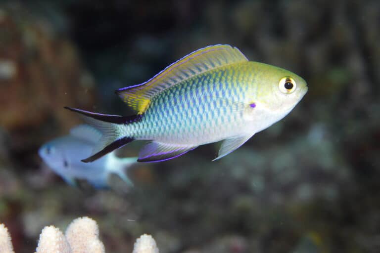 Damselfish