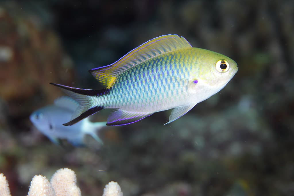 Damselfish