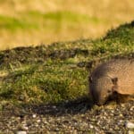 Armadillo
