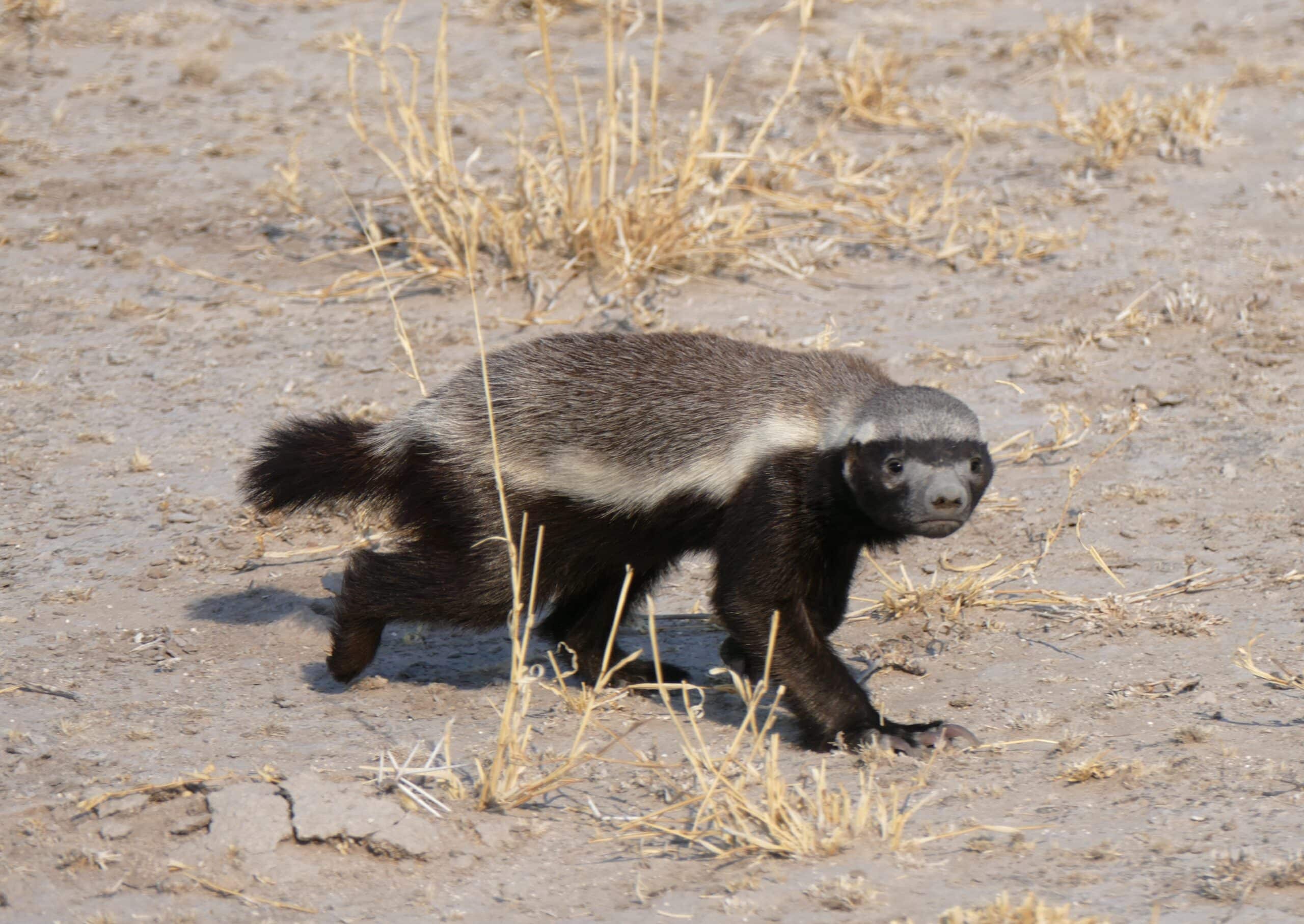Honigdachs, honey badger (Mellivora capensis) Honigdachs, honey badger (Mellivora capensis)