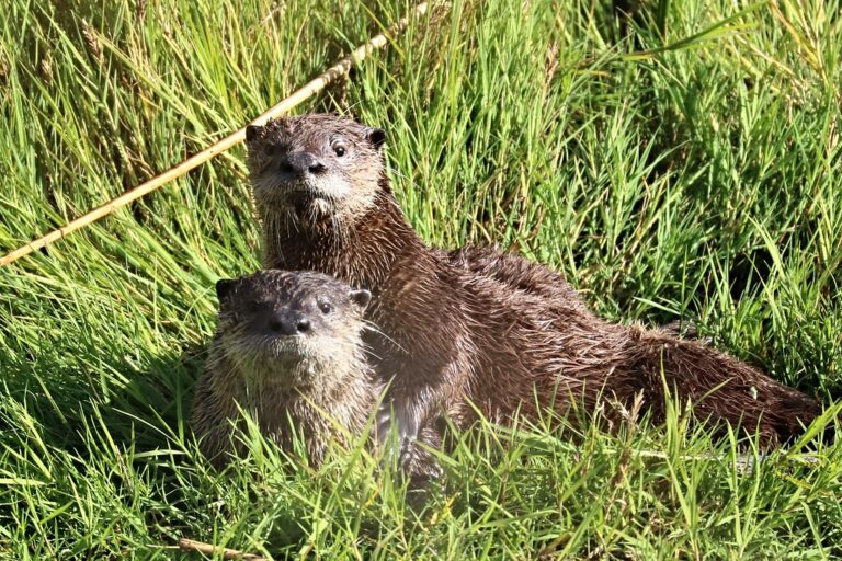 Lontra canadensis pacifica North American River Otter Lontra canadensis pacifica North American River Otter