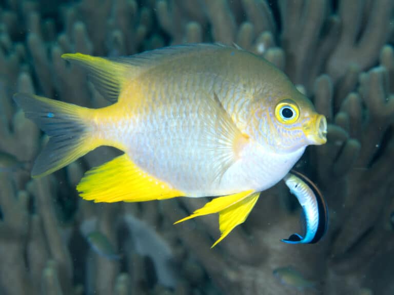 Golden damselfish (Amblyglyphidodon aureus) (45998125084)