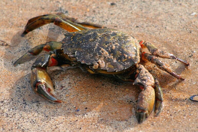 Shore Crab – Carcinus maenas Shore Crab – Carcinus maenas