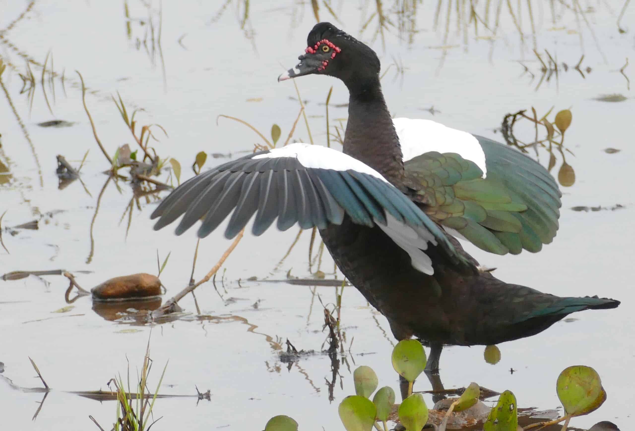 Muscovy Duck (Cairina moschata) male … (48300537941) Muscovy Duck (Cairina moschata) male … (48300537941)