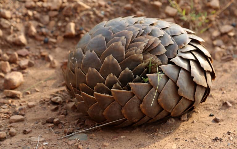 Pangolin