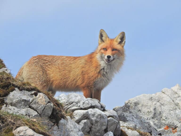 Vulpes vulpes Vulpes vulpes