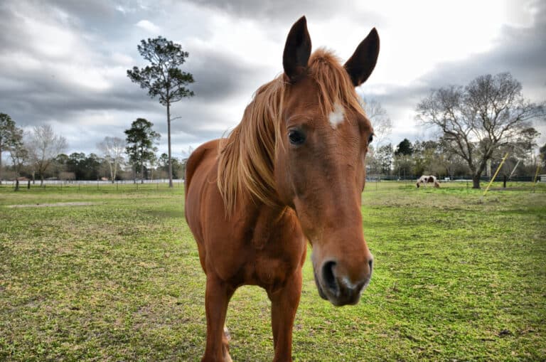 Horses