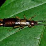 Earwig