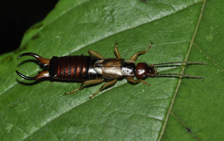 Forficula-auricularia-04-fws Forficula-auricularia-04-fws Earwig
