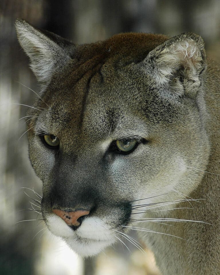 Cougar Cougar