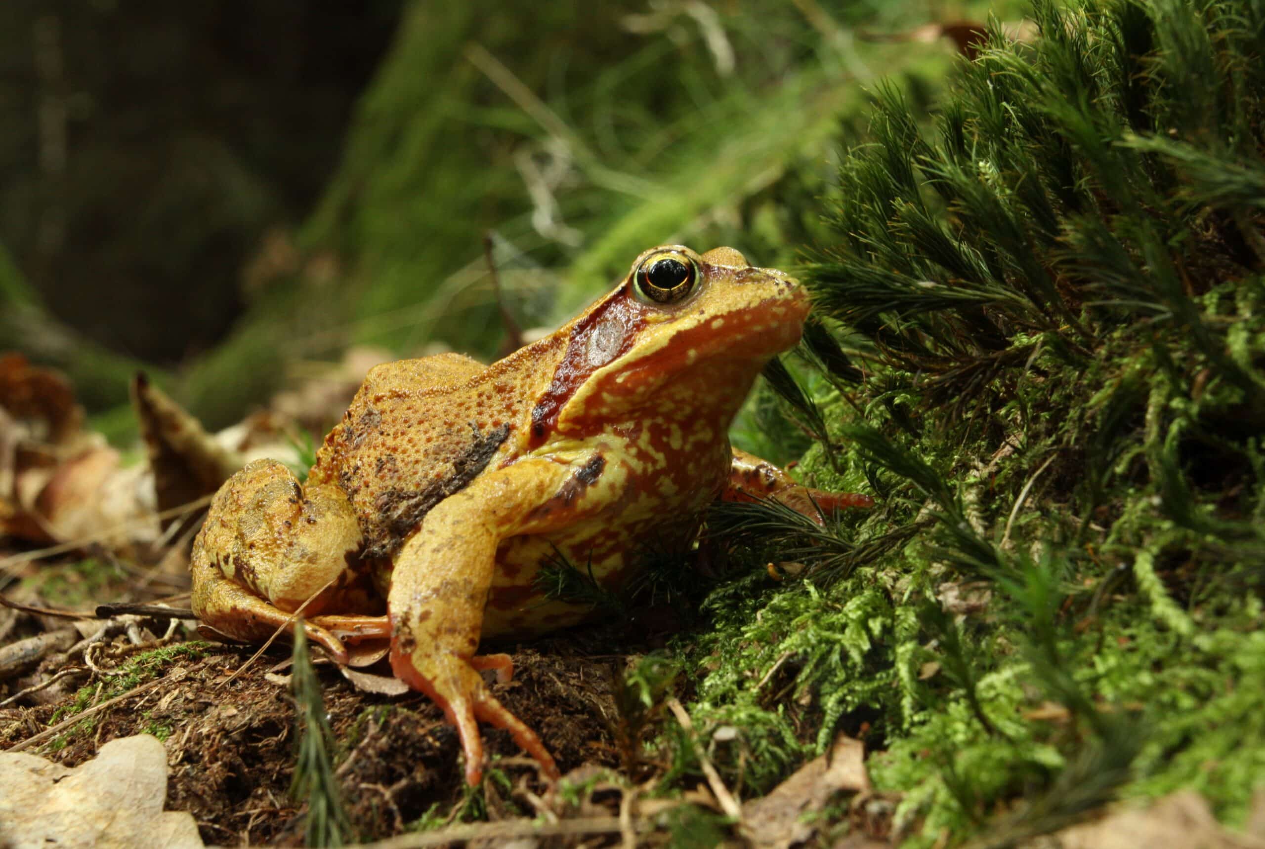 Rana temporaria in nature park Trhoň in 2014 (2) Rana temporaria in nature park Trhoň in 2014 (2)