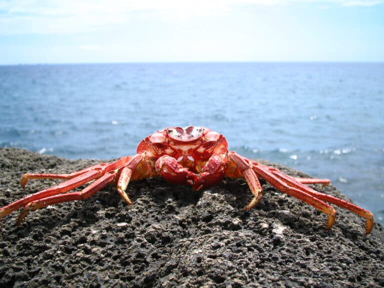 Crab Crab