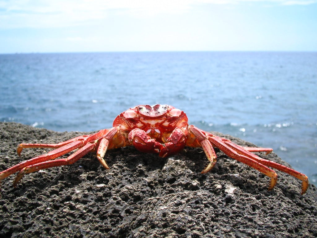 Crab Crab
