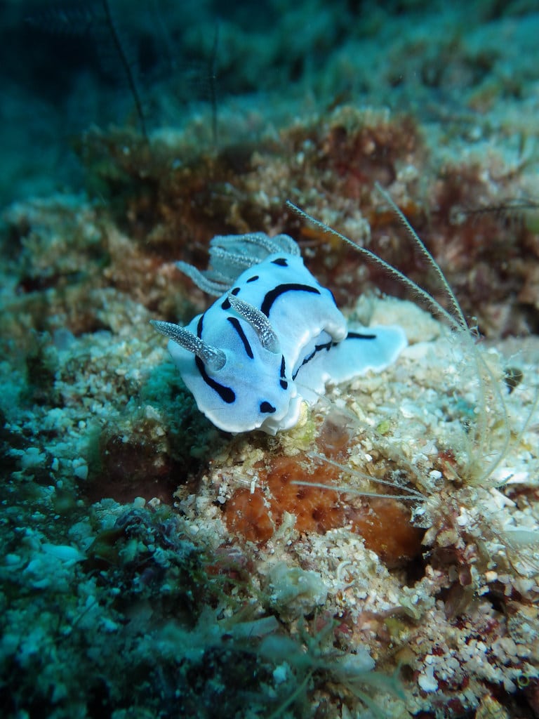 Blown away II (Chromodoris willani) Blown away II (Chromodoris willani)