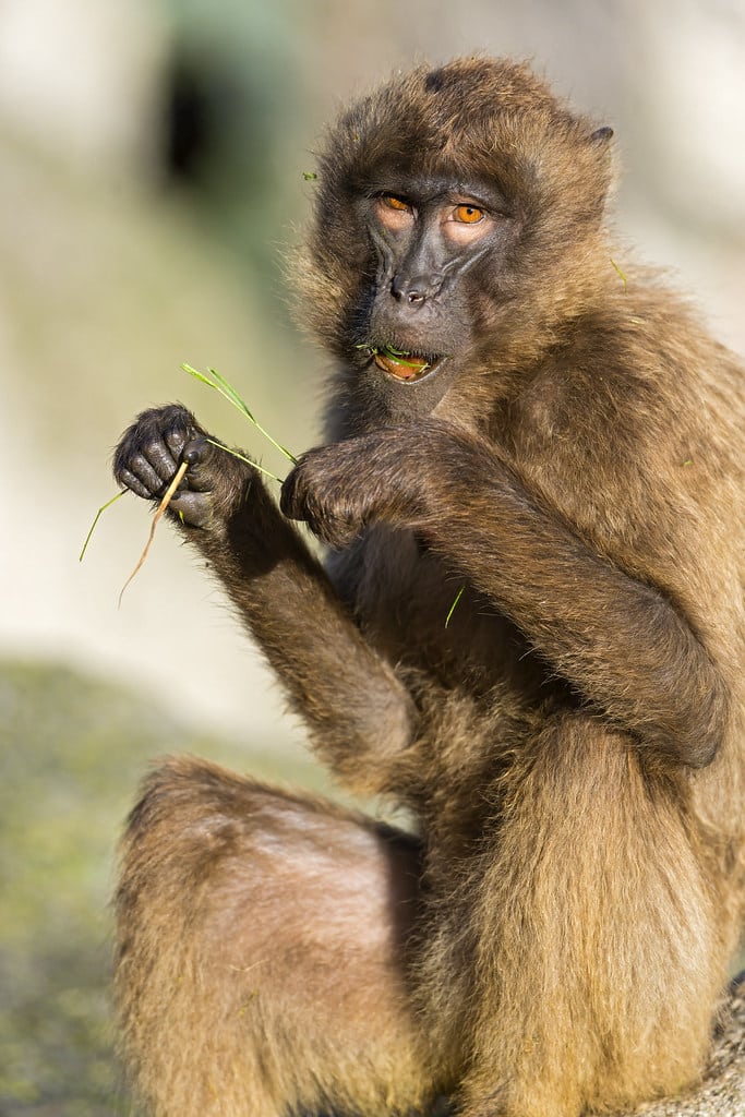 Sitting and eating baboon Sitting and eating baboon