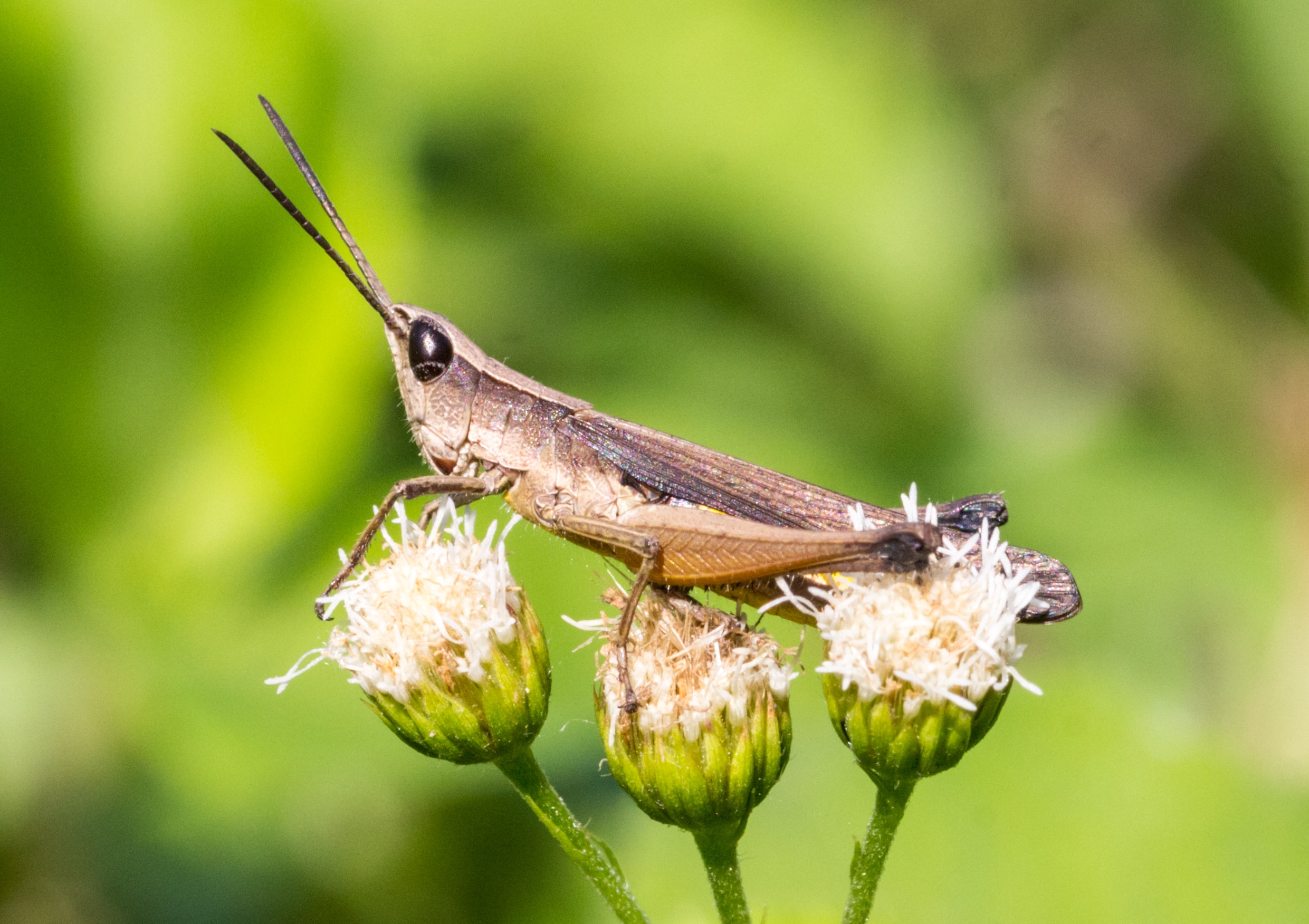 Unidentified grasshopper on flowers at Pramaban, Yogyakarta, 2014-05-31 01