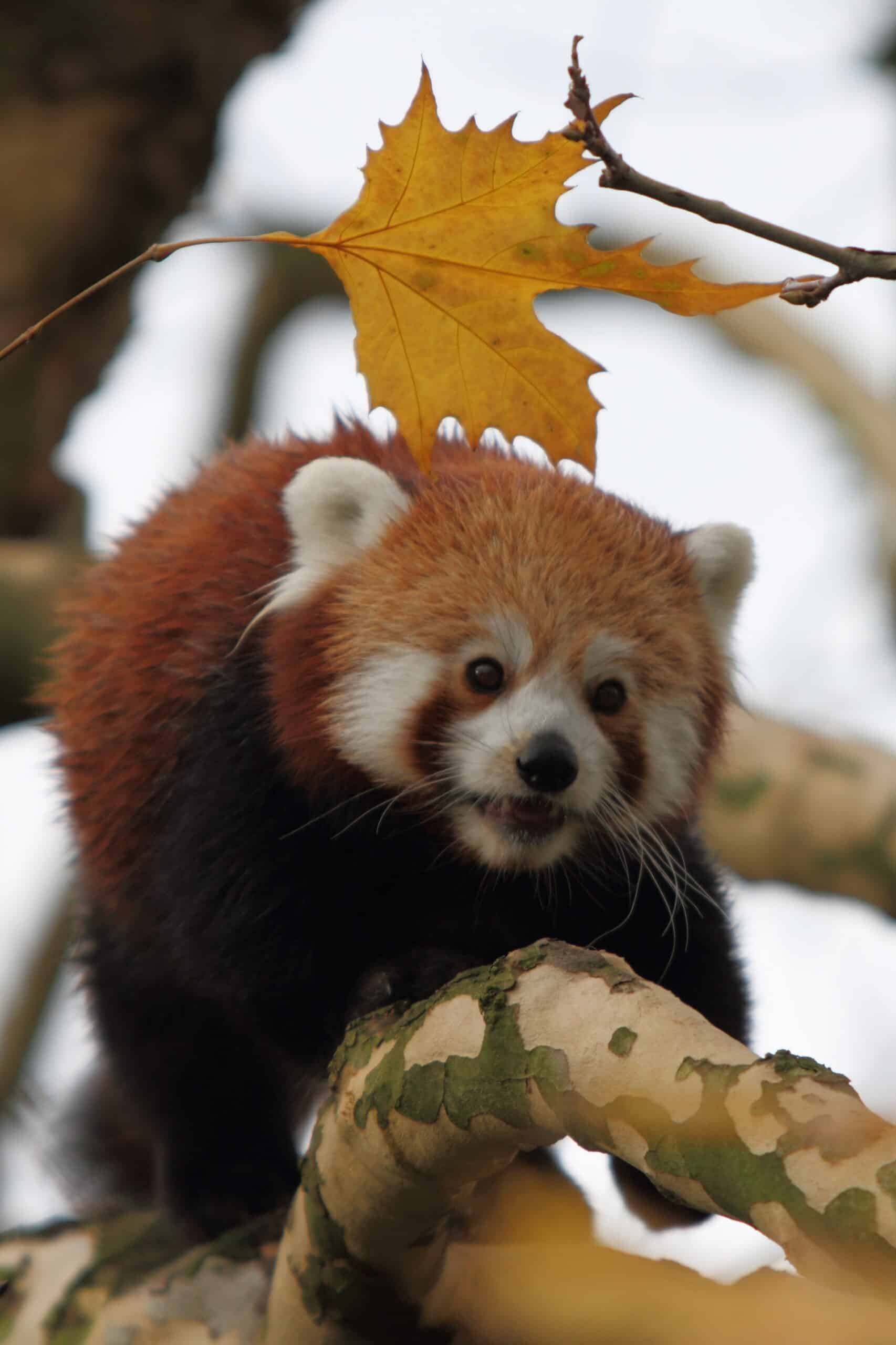 Ailurus fulgens -Diergaarde Blijdorp-8a Ailurus fulgens -Diergaarde Blijdorp-8a