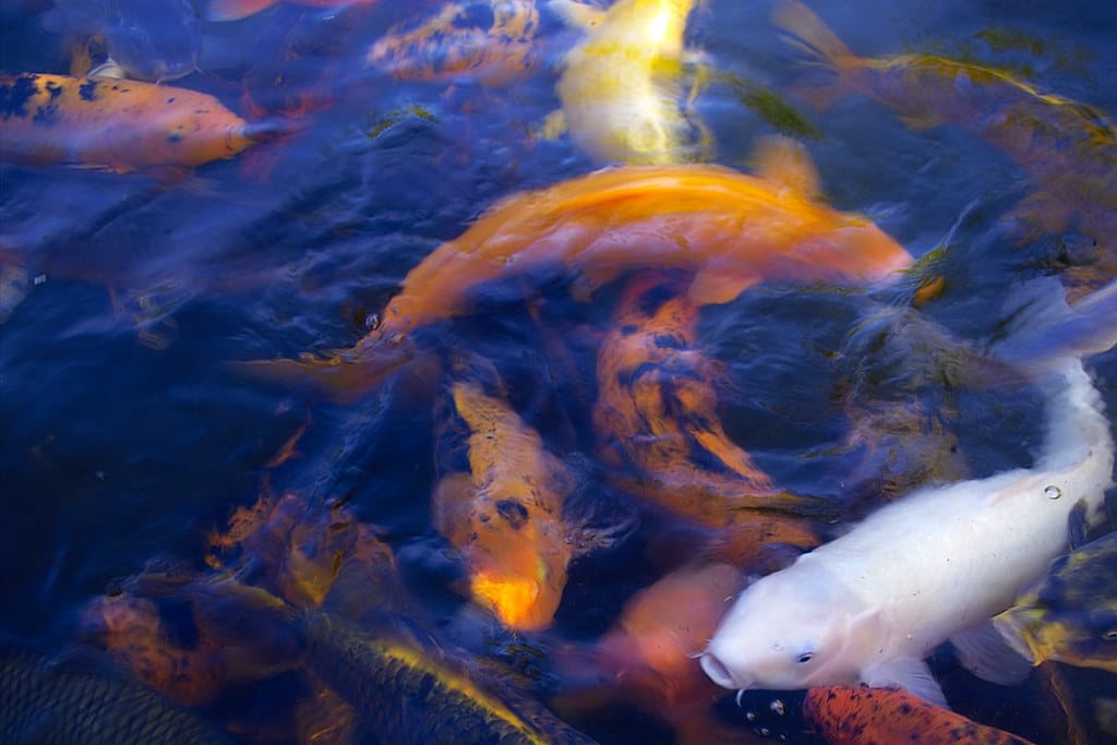 Koi fish Koi fish