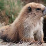 Marmot