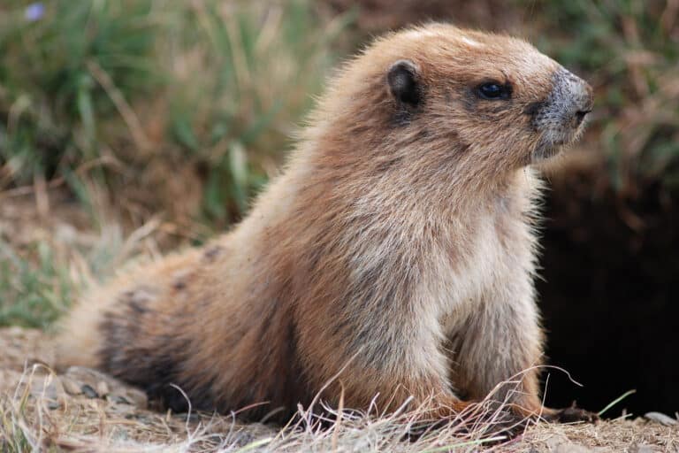 My Friend the Marmot (4241532773) My Friend the Marmot (4241532773) Marmot