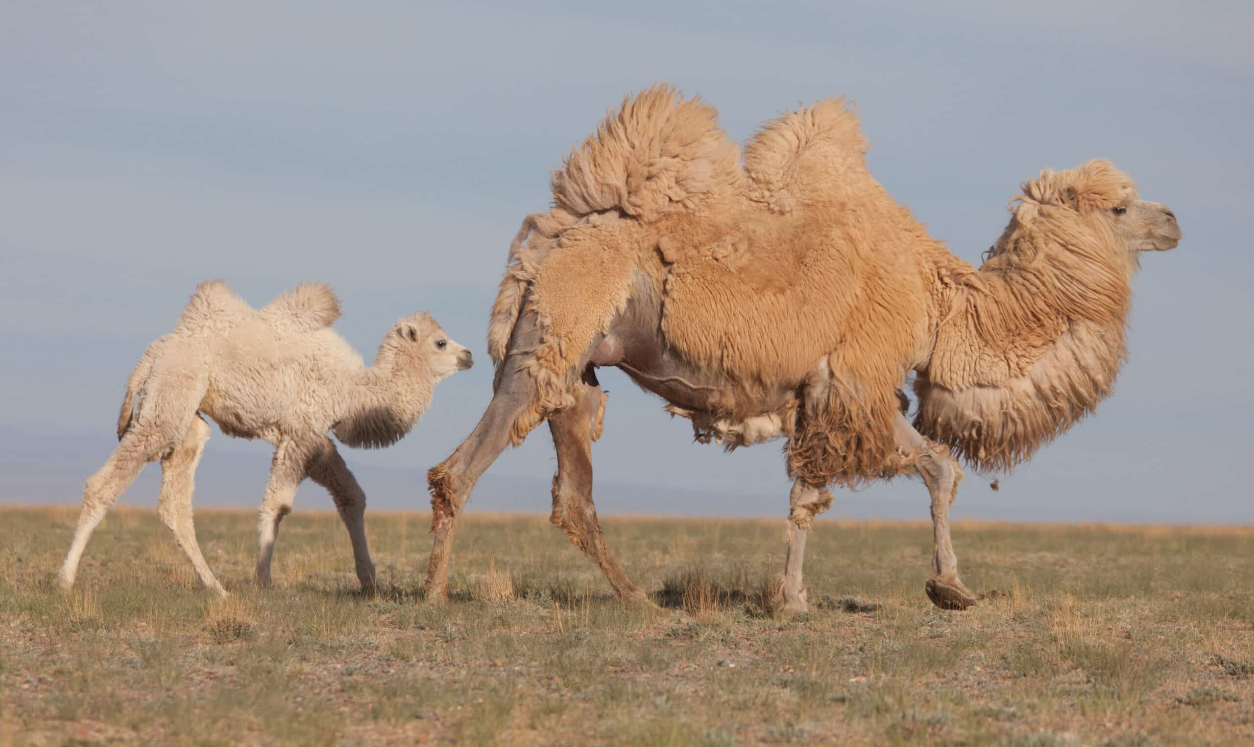 Camelus bactrianus in western Mongolia 02 Camelus bactrianus in western Mongolia 02