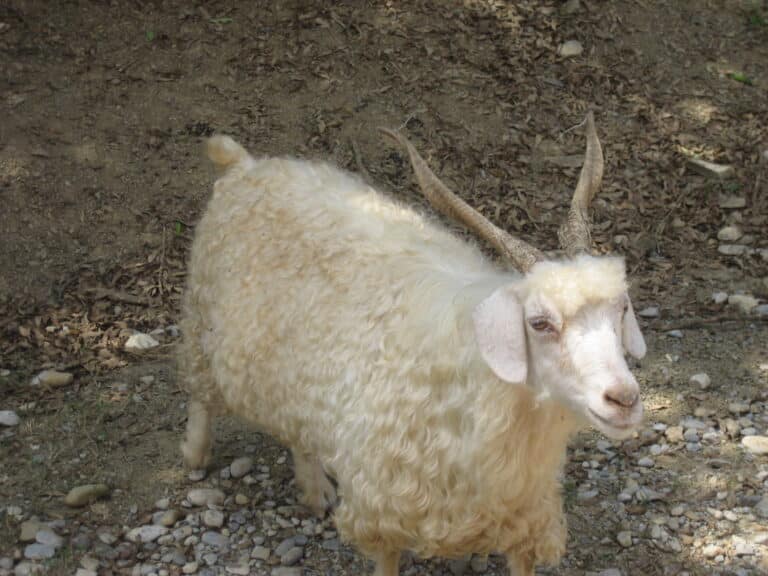 Cashmere IMG 0958