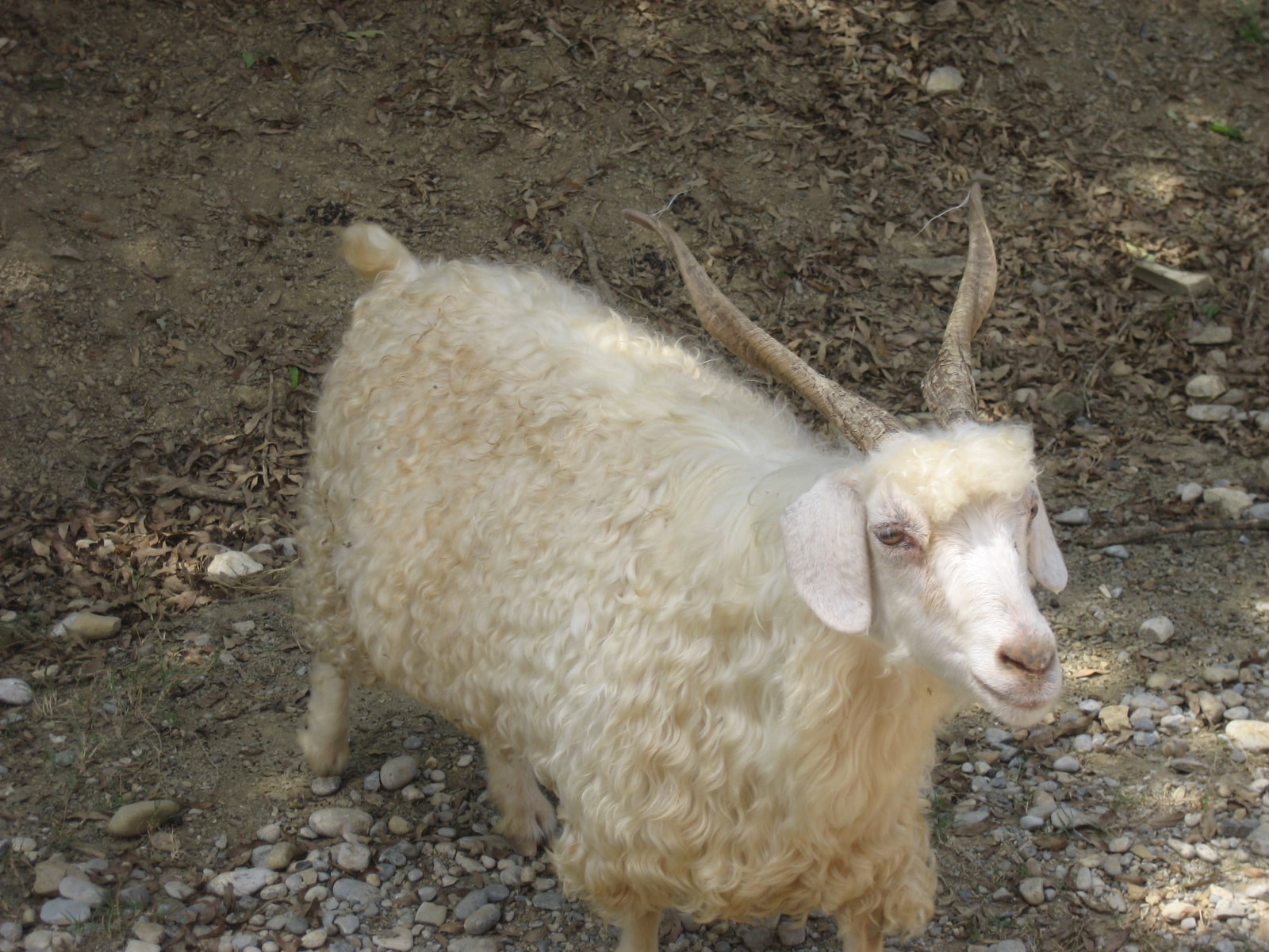 Cashmere IMG 0958