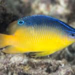 Damselfish