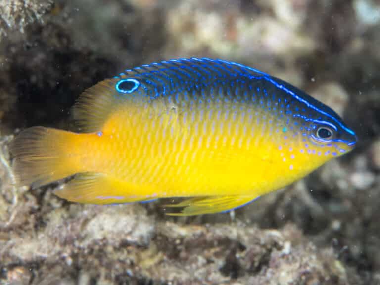 Miller’s damselfish (Pomacentrus milleri) (26496048168) Damselfish