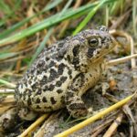 Wyoming Toad