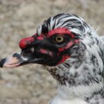 Muscovy Duck