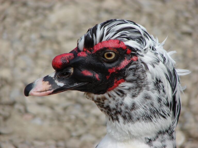 Cairina moschata head Cairina moschata head Muscovy Duck