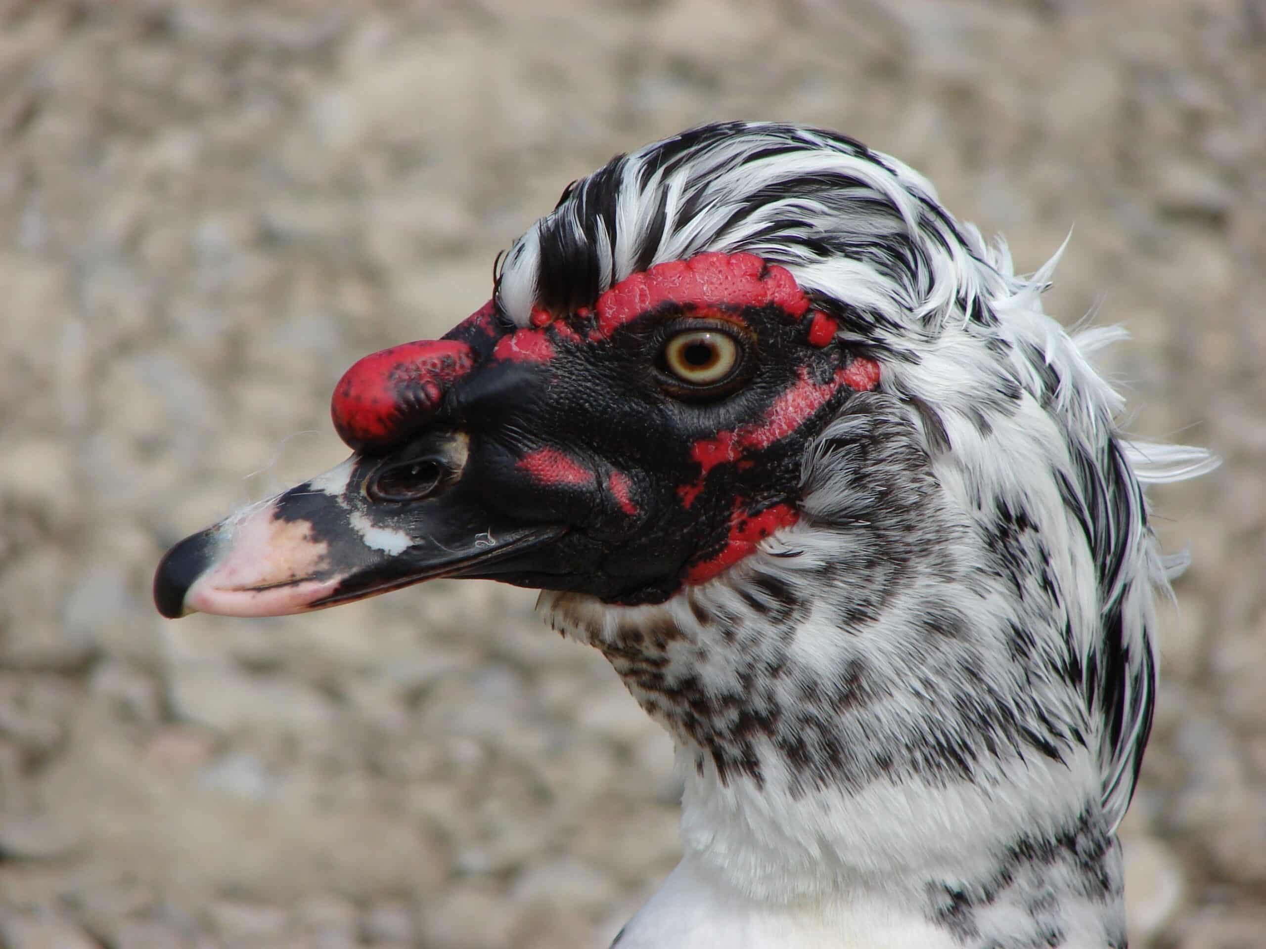 Cairina moschata head Cairina moschata head Muscovy Duck