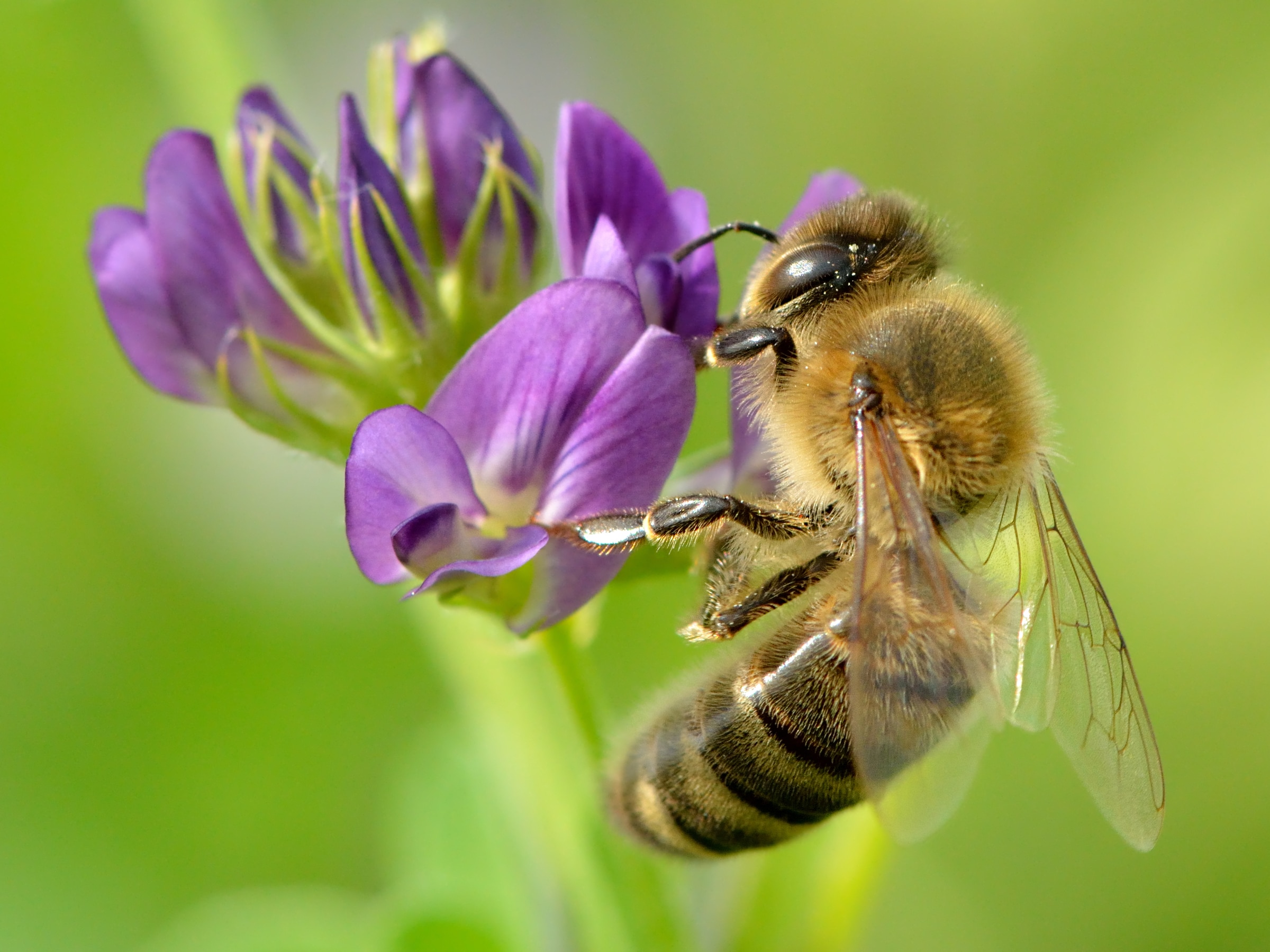 Apis mellifera – Medicago sativa – Valingu