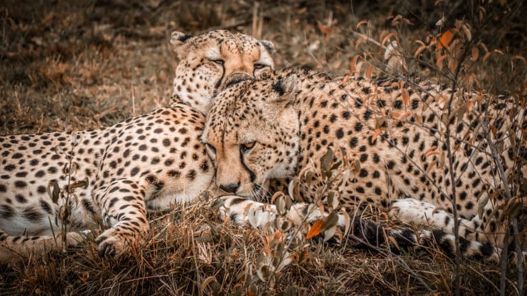Cheetah brothers Love! Maasai Mara Kenya Cheetah brothers Love! Maasai Mara Kenya