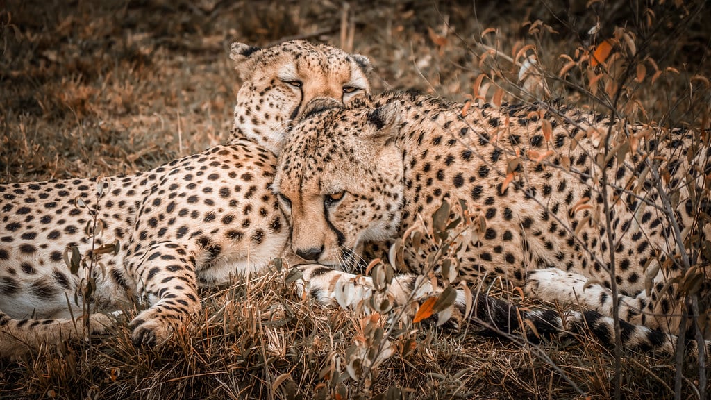 Cheetah brothers Love! Maasai Mara Kenya Cheetah brothers Love! Maasai Mara Kenya