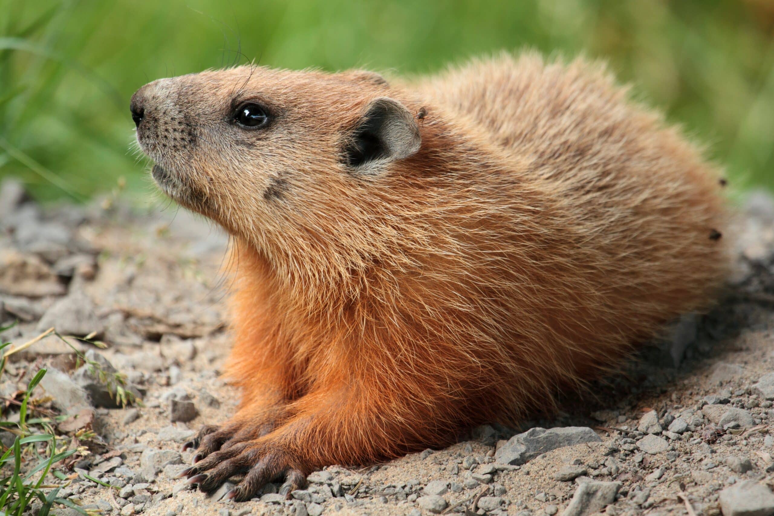Marmota monax UL 04 Marmota monax UL 04