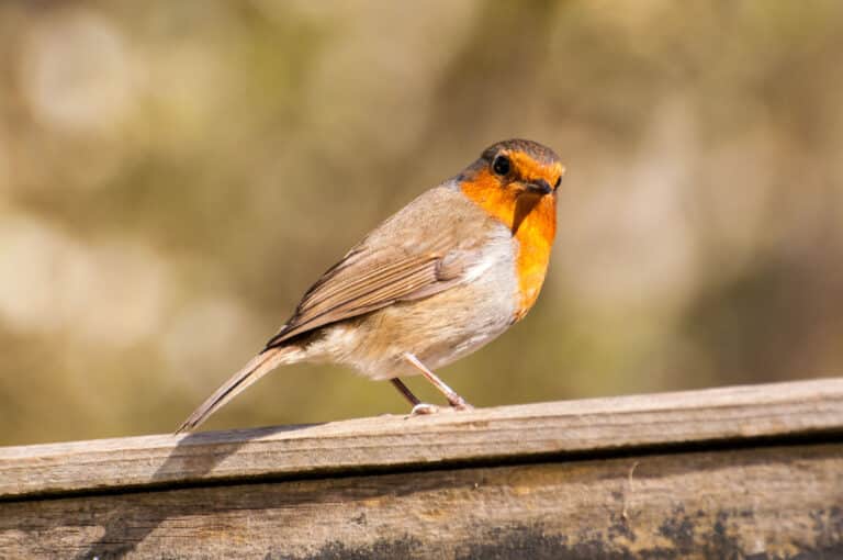 European robin (Erithacus rubecula), Bristol, UK European robin (Erithacus rubecula), Bristol, UK