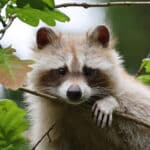 Raccoon