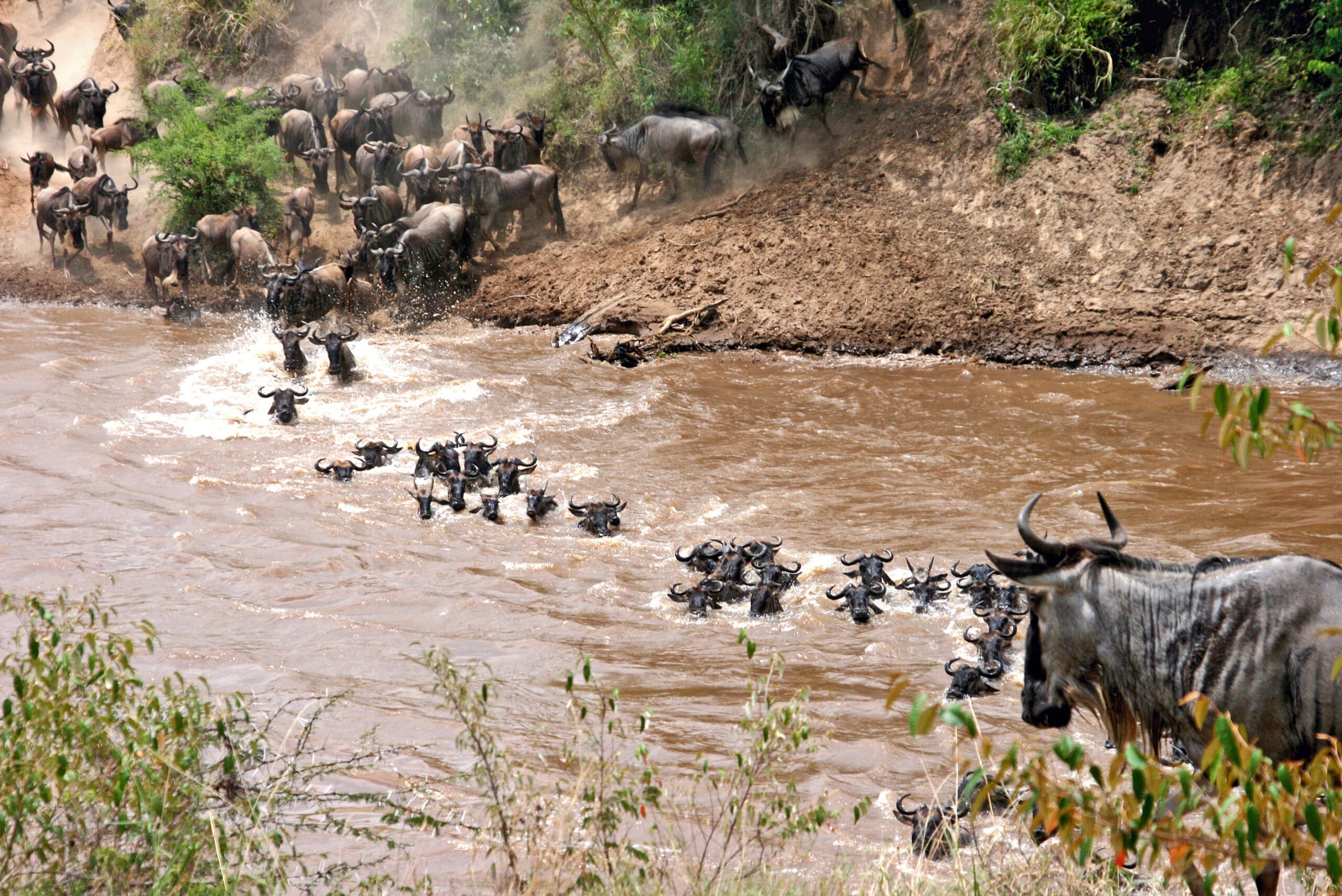 File:Connochaetes taurinus -Wildebeest crossing river -East Africa.jpg File:Connochaetes taurinus -Wildebeest crossing river -East Africa.jpg