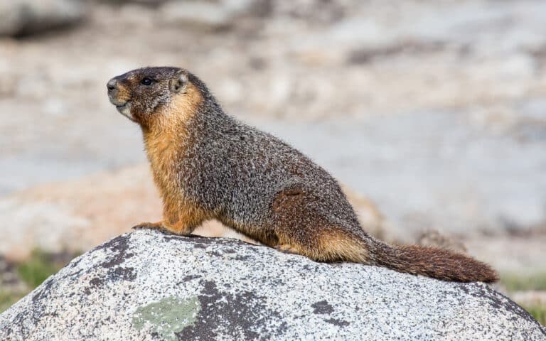 Marmota flaviventris (Yellow Bellied Marmot), Yosemite NP – Diliff Marmota flaviventris (Yellow Bellied Marmot), Yosemite NP – Diliff