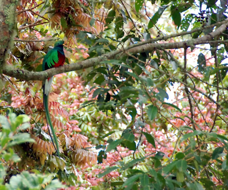 Resplendent Quetzal (Pharomachrus mocinno)