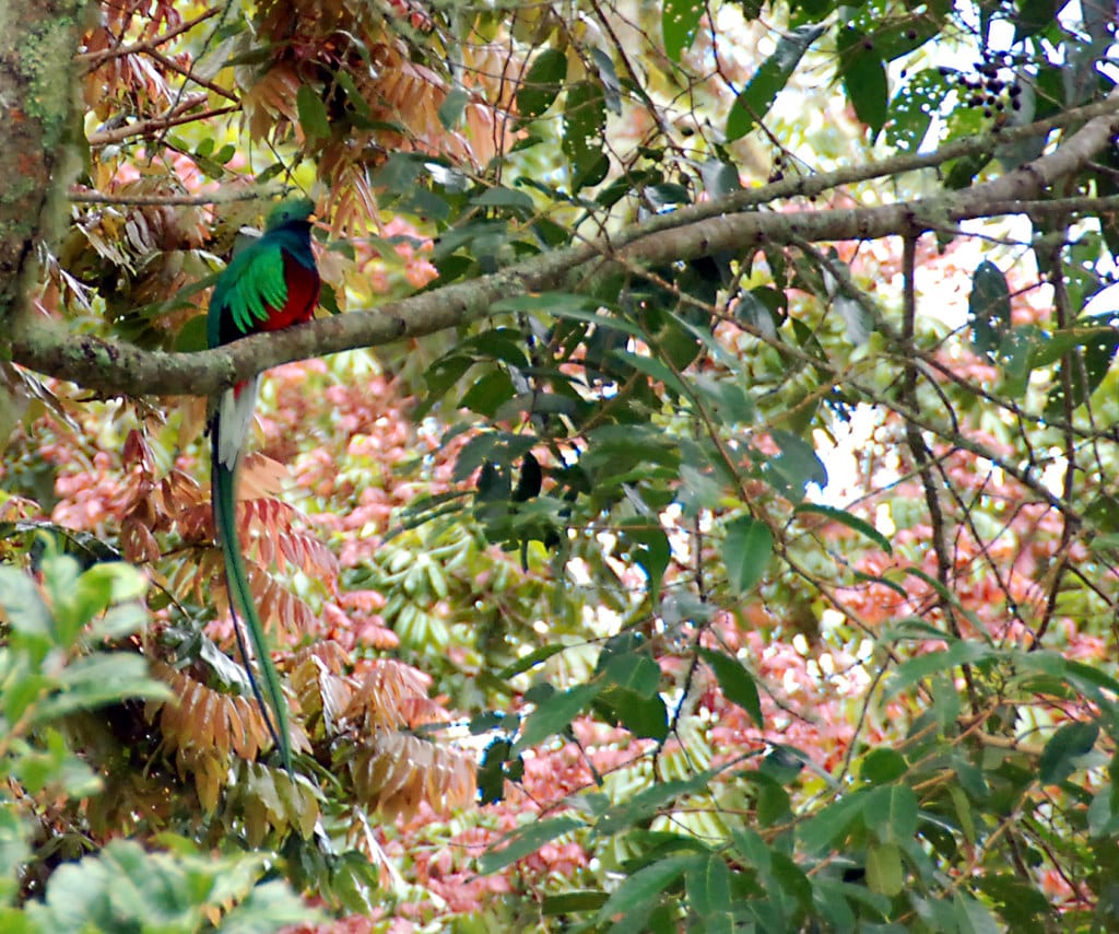 Resplendent Quetzal (Pharomachrus mocinno)