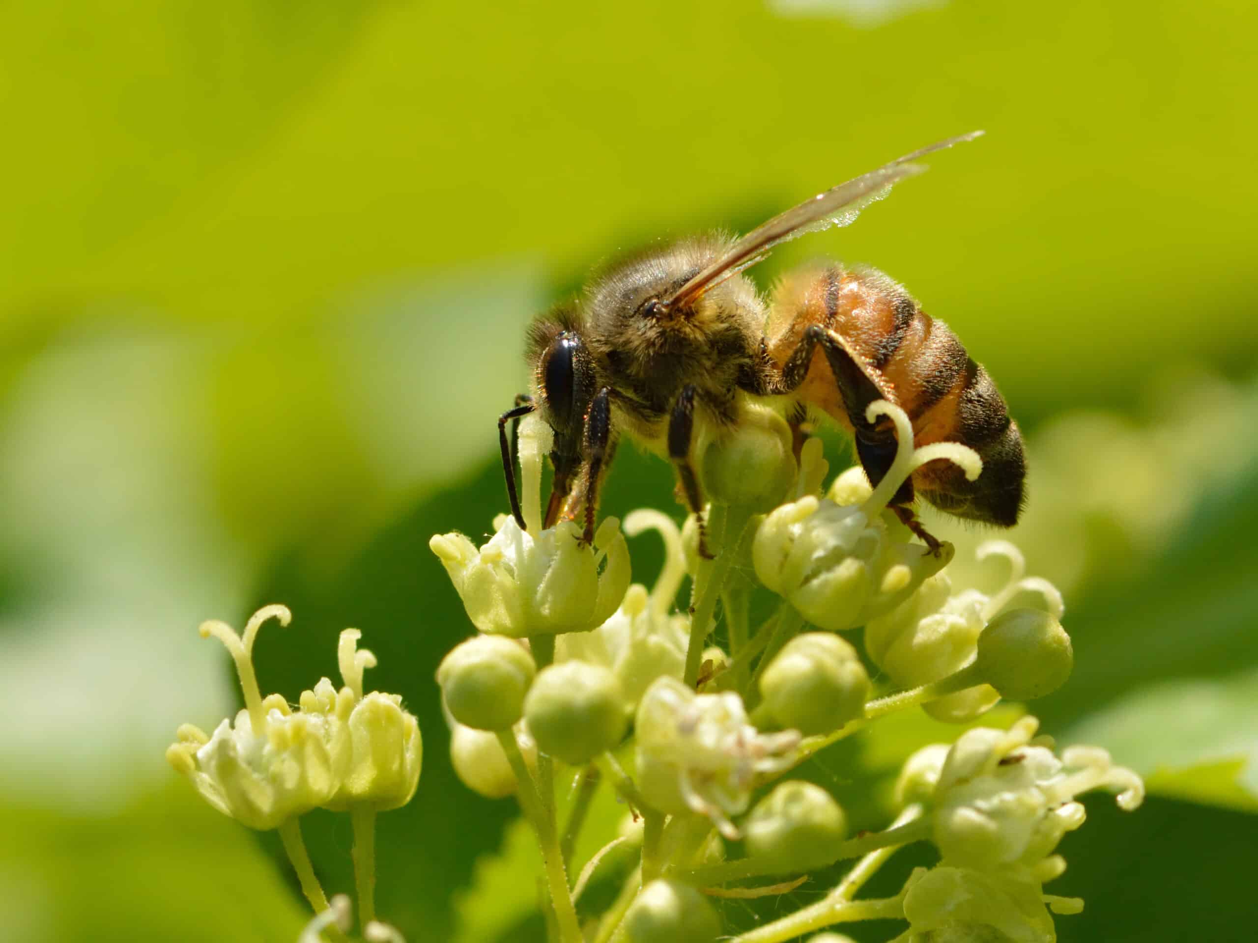 Apis mellifera – Acer tataricum – Keila